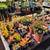 San Pedro Cactus, Succulents, plants, Bird houses, Plant boxes & more 8 thumbnail