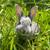 TAMUK rabbits 1 thumbnail