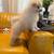 Teacup size Pom for Sale 10 thumbnail
