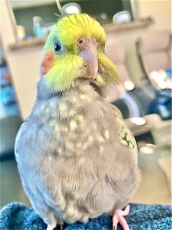 Lost Cockatiel/ Missing Cockatiel (fremont / union city / newark)63696398221187121