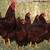 Taking Orders ~ CHICKS ~ Black Stars & Heritage Rhode Island Reds 9 thumbnail