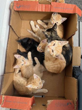 Free barn kittens 1