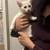 White Kittens 4 thumbnail