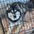 REHOMING ALASKAN MALAMUTE/HUSKY MIX 1 thumbnail