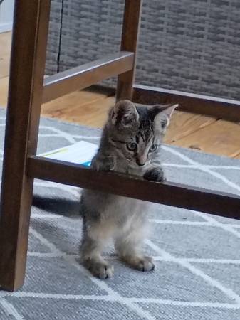 3 Kittens Available to Good Homes (Henderson)63976054651010122