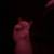 beautiful Kittens Needs Rehoming 4 thumbnail