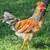 Icelandic roosters 2 thumbnail