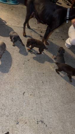 Doberman puppies 1
