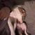 8 month old pitbull 3 thumbnail