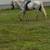 Gentle Gelding 9 thumbnail