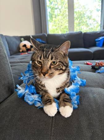 Missing Cat 1