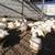 Duck farm fresh eggs 2 thumbnail