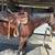 AQHA Gelding 1 thumbnail