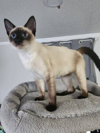 Siamese female cat kitten63859317910659122