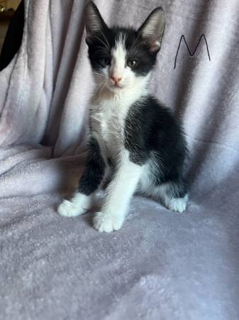 Rehoming kittens (North highlands)63679272522369122