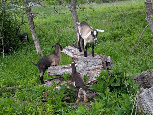 Goat Kids! 1