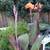 PLANTS & FRUIT TREES 1 thumbnail