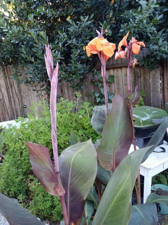 PLANTS & FRUIT TREES 1