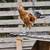 Roosters 4 thumbnail