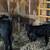 Weaned Calfs 3 thumbnail