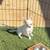 Teacup chihuahua 6 thumbnail
