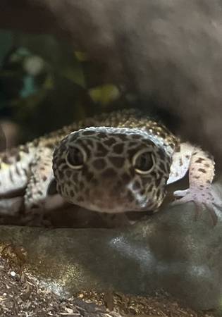 Leopard Gecko (El Dorado Hills)63679359531009120