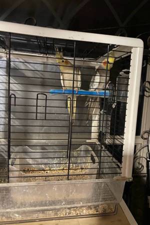$200)Pareja de Cockatiels (Brownsville) 1