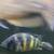 Cichlids 8 thumbnail