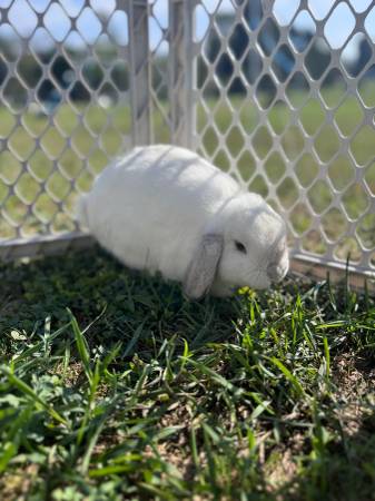 Holland Lop (New lexington)63969251446275122
