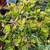 Mature Succulents For Landscaping 20 thumbnail
