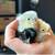 Chickens / different ages 4 thumbnail