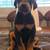 Rehoming Doberman 1 thumbnail