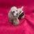 Brown Cocker Spaniel Dog Figurine by Conversation Concepts DF15A 2 thumbnail