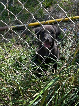 Cachorros de raza mixta 8 semanas (Raymore)63791635474433123
