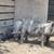 Feeder Piglets 5 thumbnail