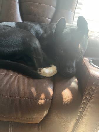 Sweet mix needs a loving new home (Kennewick)63658134581505121