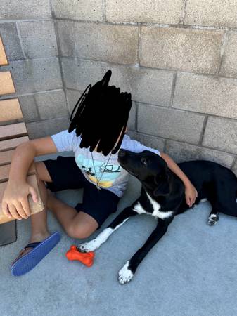Borador (Border Collie/Labrador - Cachorro de 9 meses (Pleasanton)63658943152513120