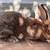 Meat Rabbits (Downsizing, Lots available) 17 thumbnail