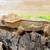 Crested Geckos 7 thumbnail