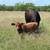 Reg. Beefmaster cows 9 thumbnail