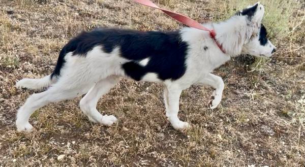 Macho Border Collie (Labarge)63843455171841122