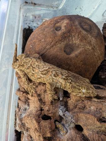 Leachies573223669691197445