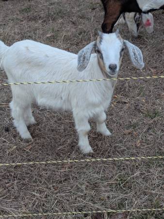 Baby goats 1