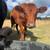 Red Dexter Heifer 2 thumbnail