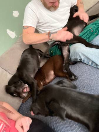 Puppies who need a home (Estherville)63678103902209120