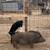 Juliana Pig 1 thumbnail