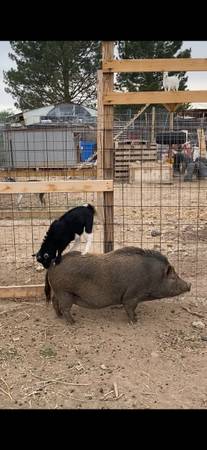 Juliana Pig 1