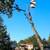 TimberJack Tree Service. Tree Removal. Stump Grinding. Tree Pruning. 3 thumbnail