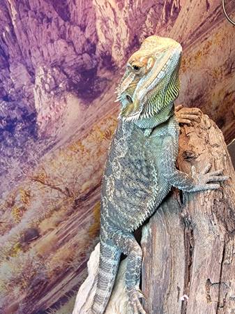 Hembra Dragón Barbudo (Suffolk)63882831872385122