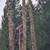 Removal of dangerous or regular trees - Contact Us 7 thumbnail